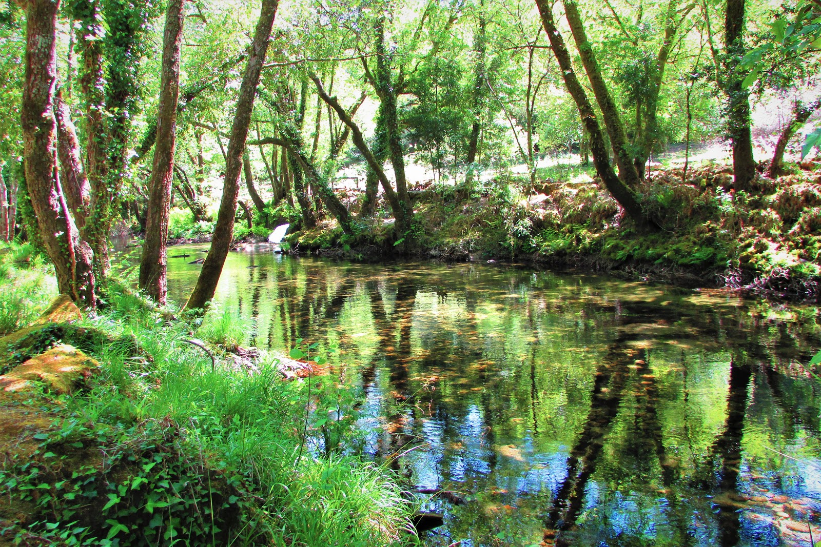 El Bosque y sus Secretos: Las riberas fluviales
