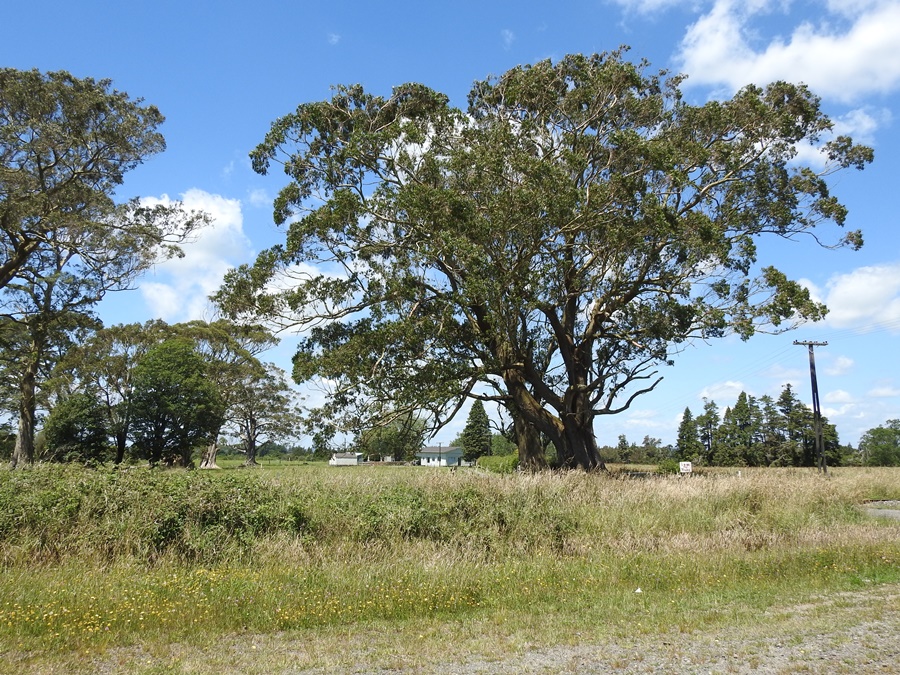 photographing New Zealand macrocarpa house