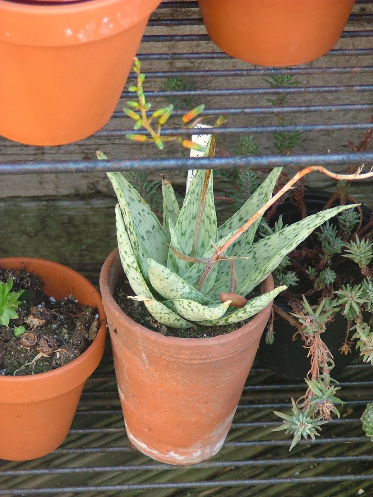 Kaylovesvintage Zoe's Garden