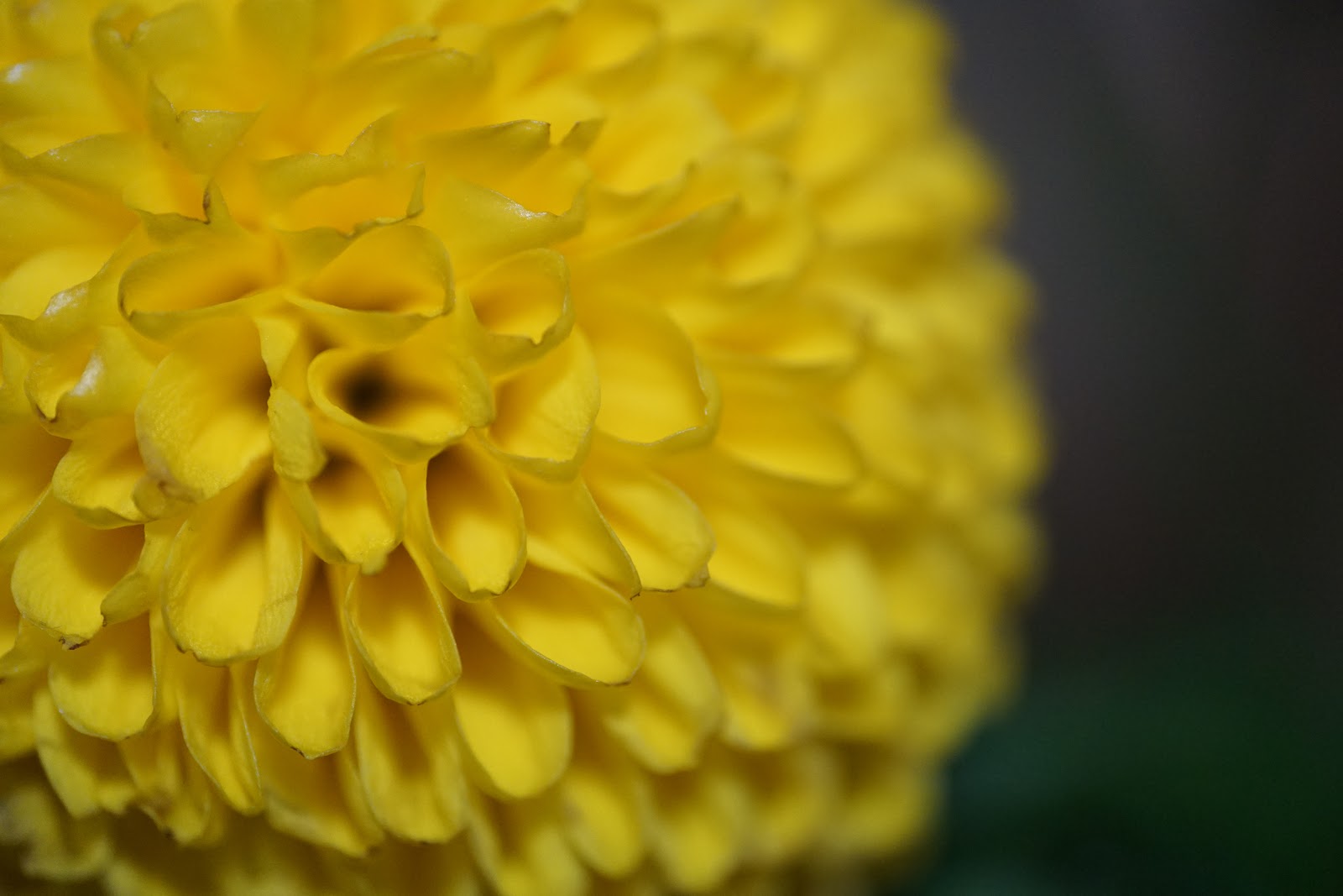 黄色の細かい花びらの真ん丸の花のマクロ撮影