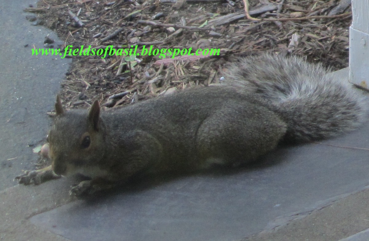 Fields of Basil Flat Squirrel