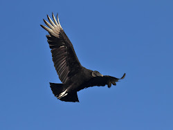 texas birds april flight birding lost