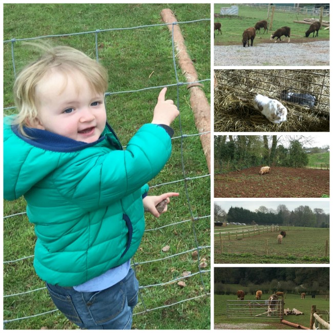 Puzzlewood In The Forest Of Dean - A Toddler Explores collage of a toddler pointing at rabbits, cows, horses, a pig and sheep