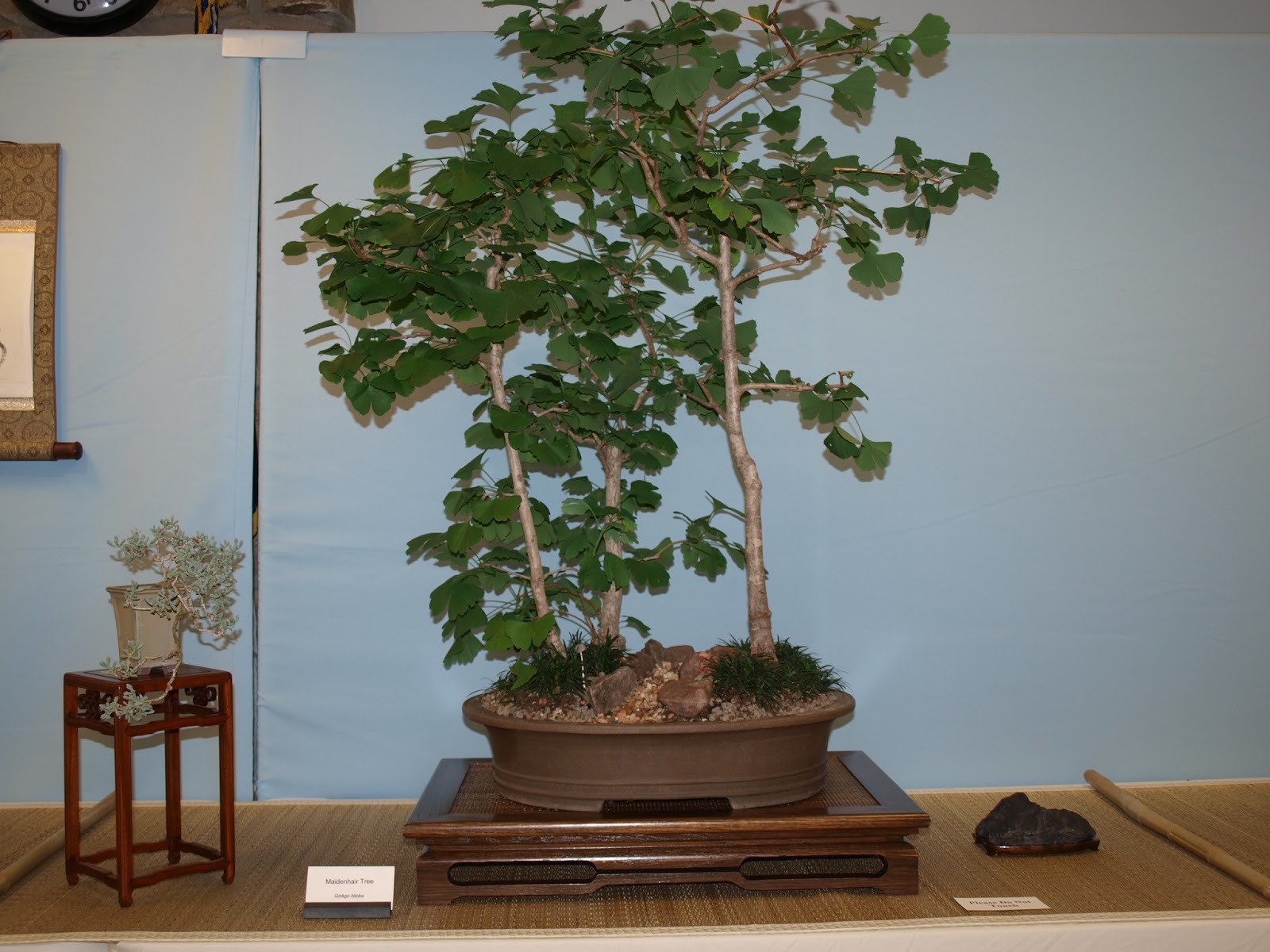 A Life Inspired by Nature Austin Bonsai Show