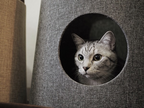 穴の中から外を見てるサバトラ猫