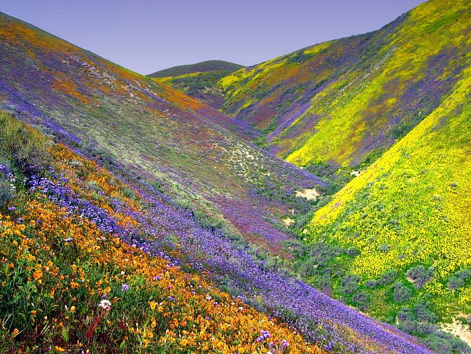 Undiscovered Indian Treasures Valley of Flowers A pristine land of