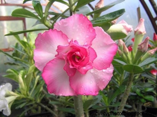 Adenium Obesum Desert Rose Dancing Queen Graft - Etsy Adenium, Beautiful flowers