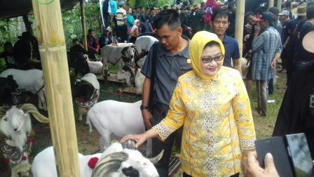 Ratusan Domba Adu Garut Meriahkan Peresmian Lapang Pamidangan Ratusan Domba Adu Garut Meriahkan Peresmian Lapang Pamidangan