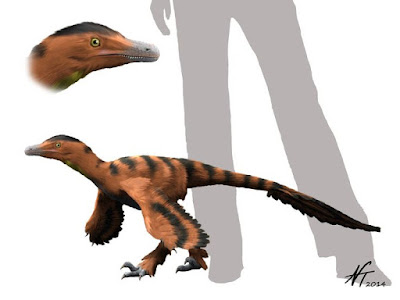 Sinornithosaurus