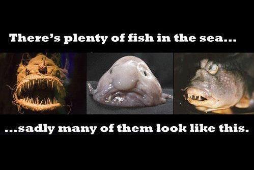 Funny picture - There's plenty fish girls in the sea - sadly many of them look like this