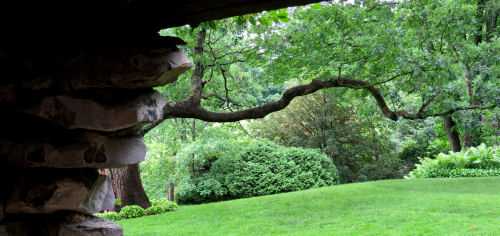 interesting branches at Dow Gardens