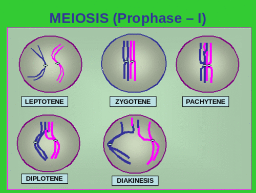 prophase 1 prophase 1