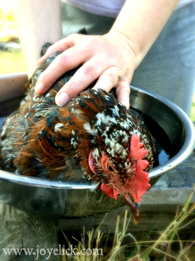 Help for an EGGBOUND HEN Know the symptoms, causes, and prevention of this lifethreatening
