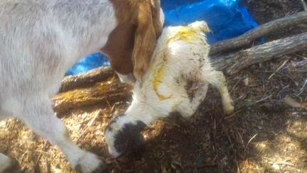 baby Boer goat, birth of baby goat, 