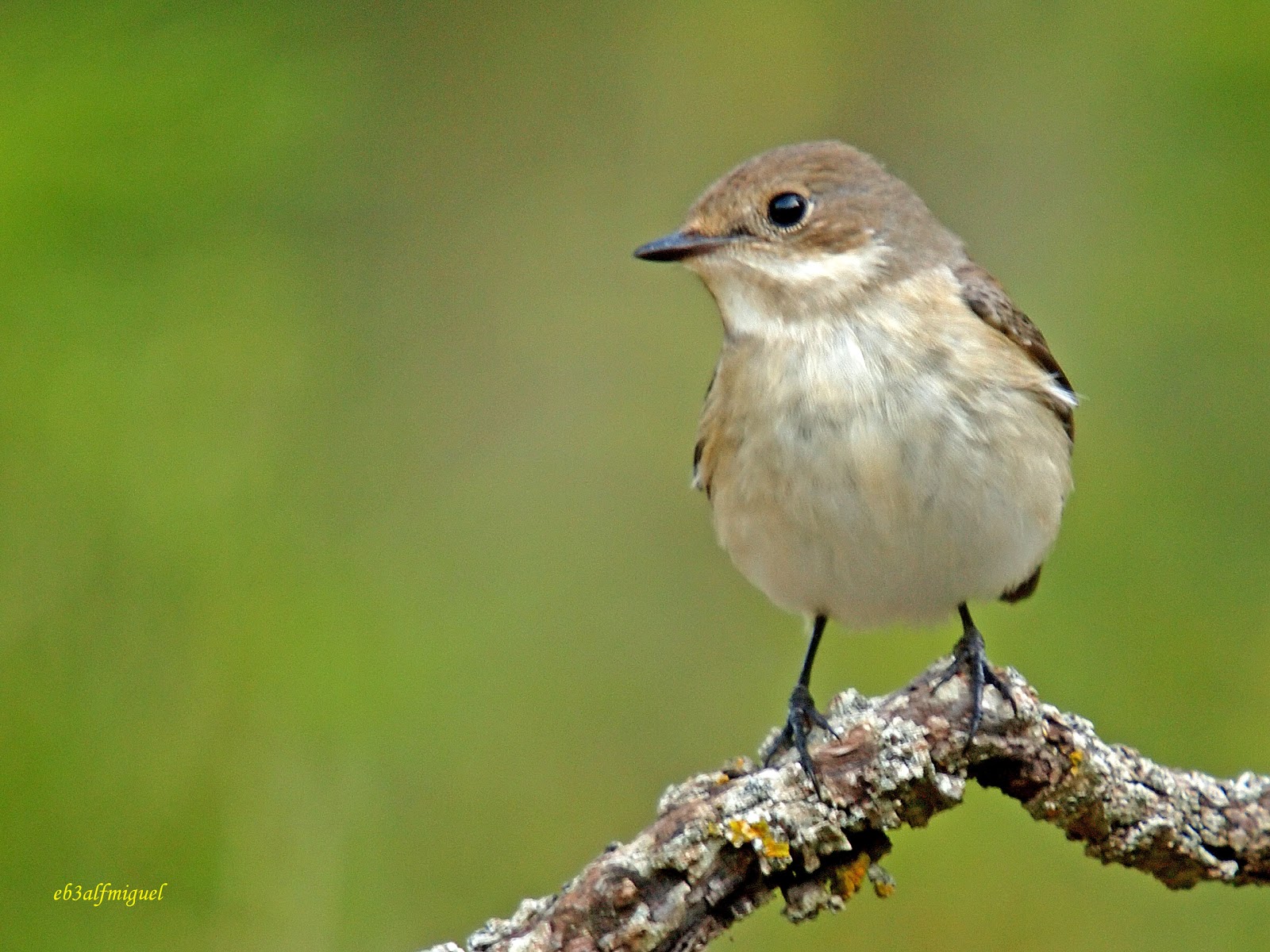 MIS AMIGAS LAS AVES: Papamoscas cerrojillo, (Ficedula hypoleuca)