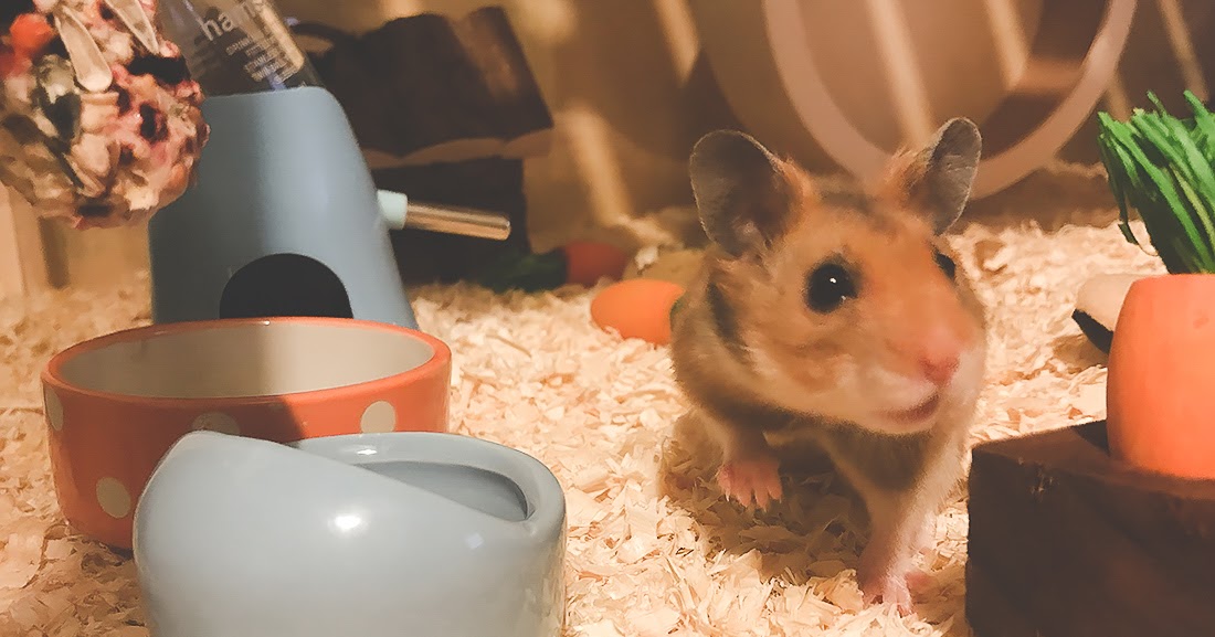 Meet Cinnamon Roll, my baby hamster | Shoes & Glitter