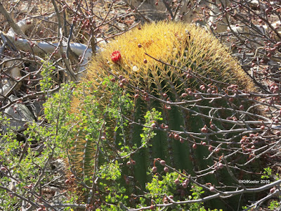 giant barrel cactus giant barrel cactus