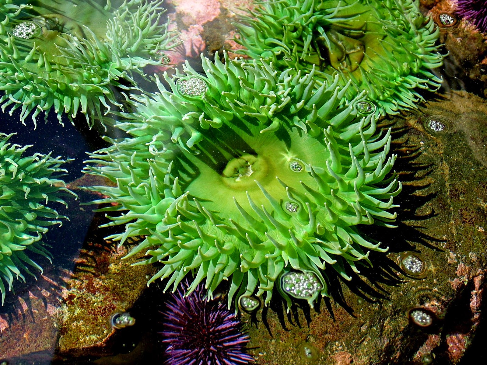 Buzz's Marine Life of Puget Sound: RANDOM COLLECTION OF PUGET SOUND