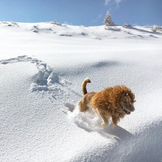 Um cachorro fantasiado de leão na cidade grande na fotografia de Julia Marie Werner Julia Marie Werner fotografia cão cachorro fantasiado como leão cidade grande big city lion