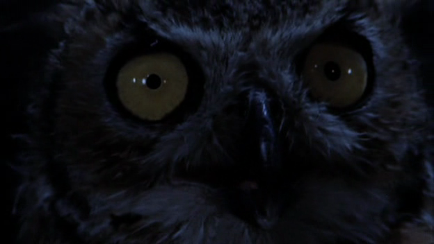 Werewolf+The+Beast+Among+Us+%5B2012%5D+Audio+Latino+DvDRip+XviD+33.png