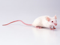 Ratón Pequeños guerreros en la lucha en el avance de las investigaciones cientificas