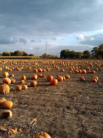 Pumpkin Patch Image for Download.