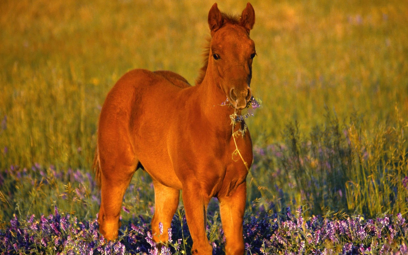 HD Wallpapers and Backgrounds of animals and pets: Foxes, Horses, Tiger, Dogs, Cats, Squirrels, Rabits and Others