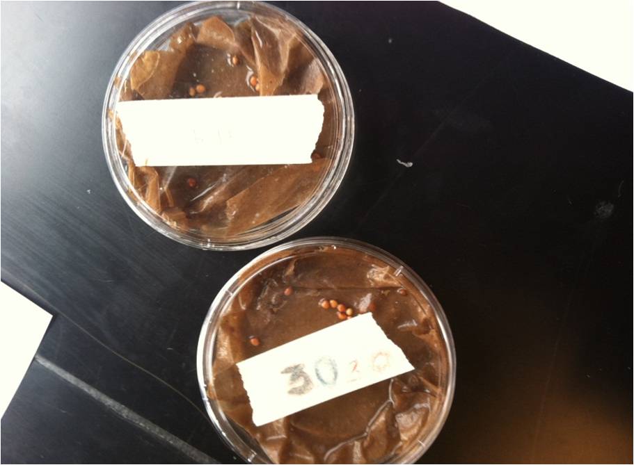 Southern Lee APES Blog Salt Concentration Lab