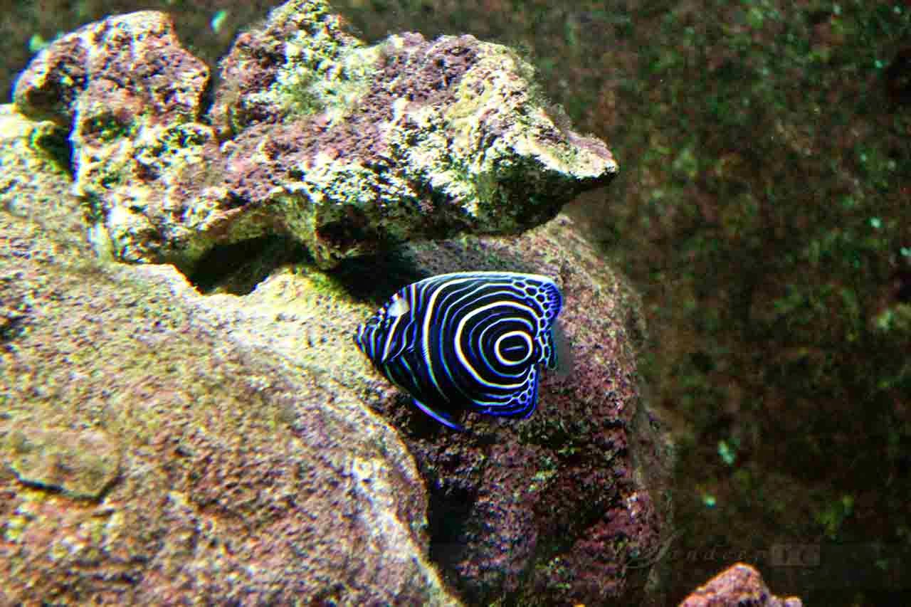 Juvenile Emperor Angel Fish