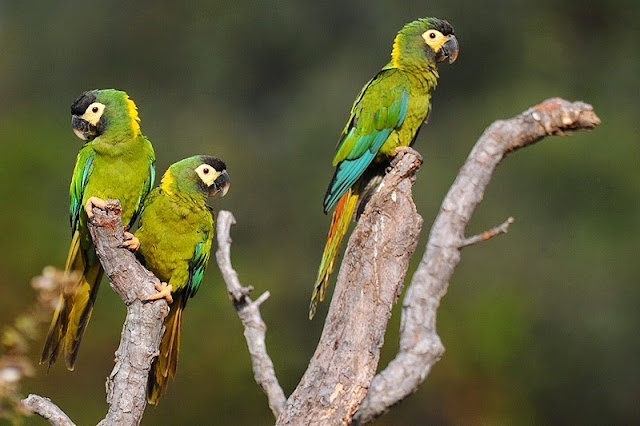 Resultado de imagem para arara primolius auricollis