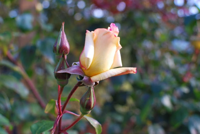 Yellow rose buds