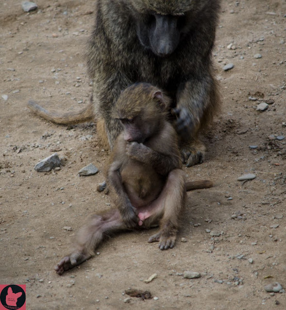dickydackelblog Zoom Erlebniswelt Gelsenkirchen
