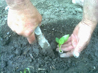 plantarea rasadurilor in 5 pasi simplii plantarea manuala a rasadurilor in 5 pasi