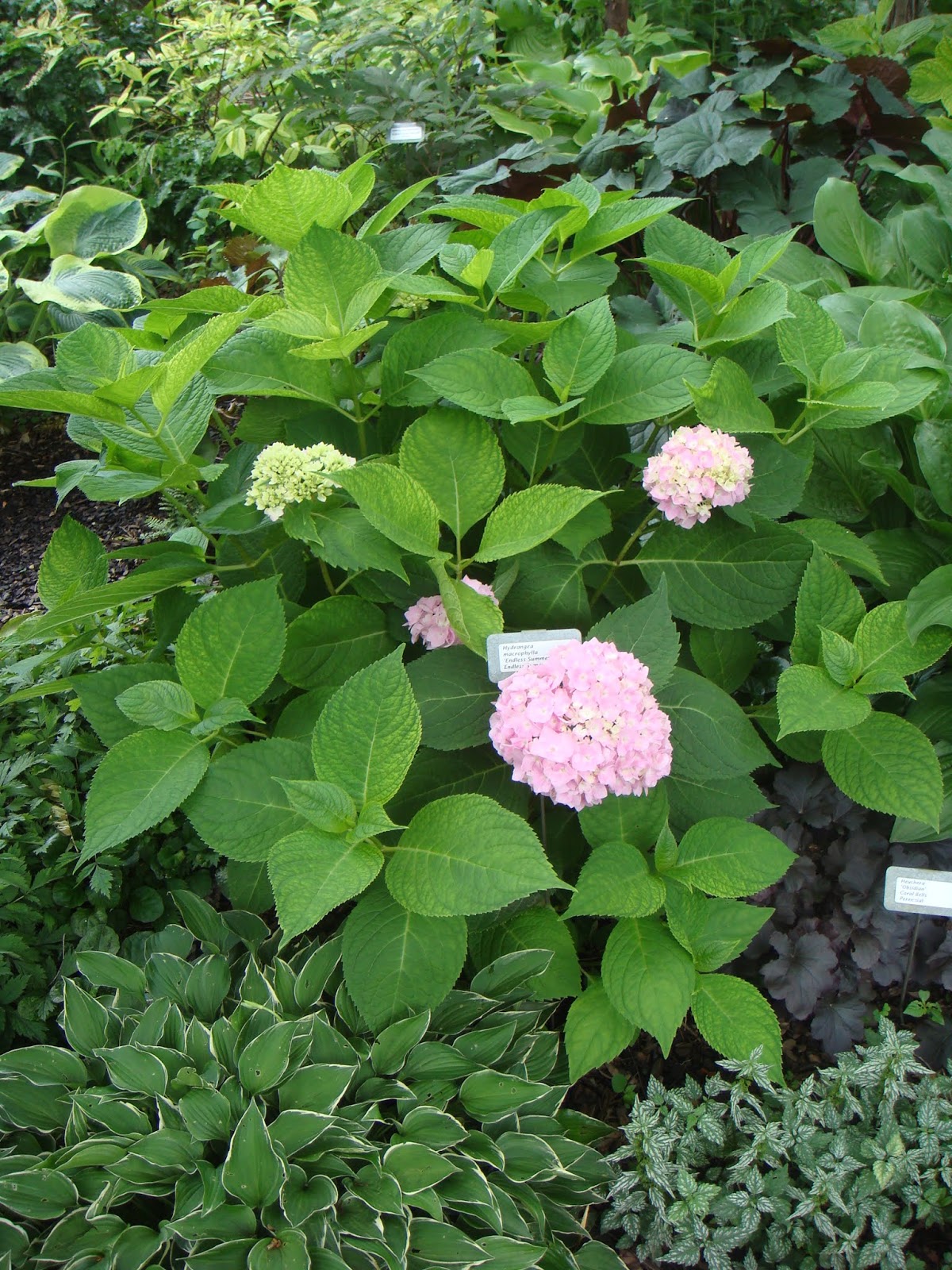 Hydrangea Arborescens Wildlife Value Of The Smooth Hydrangea