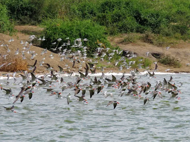 African skimmers in flight on the Kazinga Channel in Western Uganda