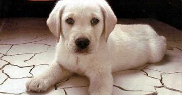 Descrivo un animale - Tanti nostri Racconti