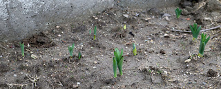 A's bulbs next to the driveway are also thriving A's bulbs next to the driveway are also thriving