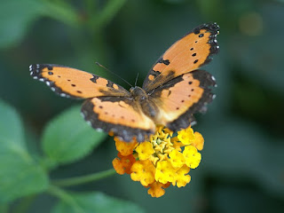 Precis octavia - Junonia octavia Precis octavia - Junonia octavia