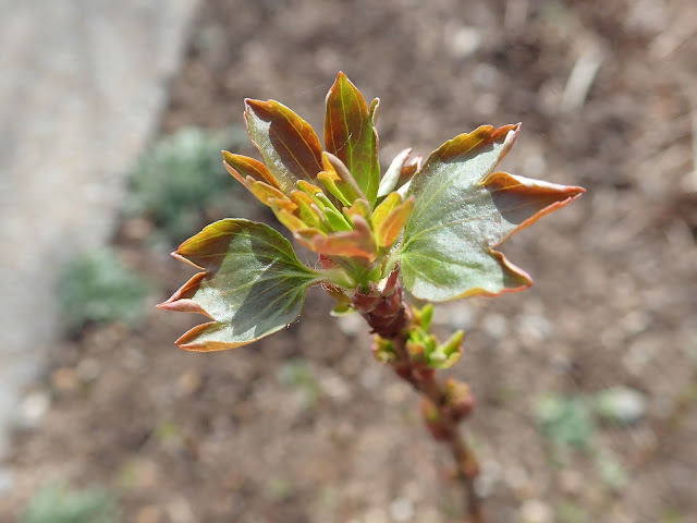 New spring foliage on clove currant (Ribes aureum) New spring foliage on clove currant (Ribes aureum)