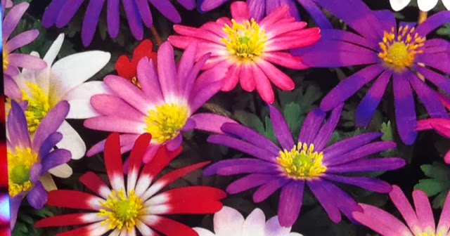 anemoner.JPG