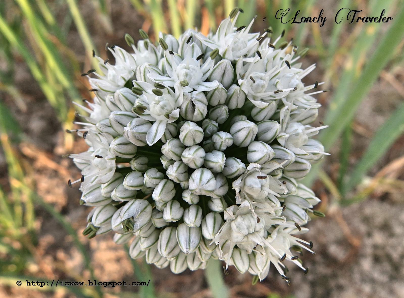 Onion flower Allium cepa