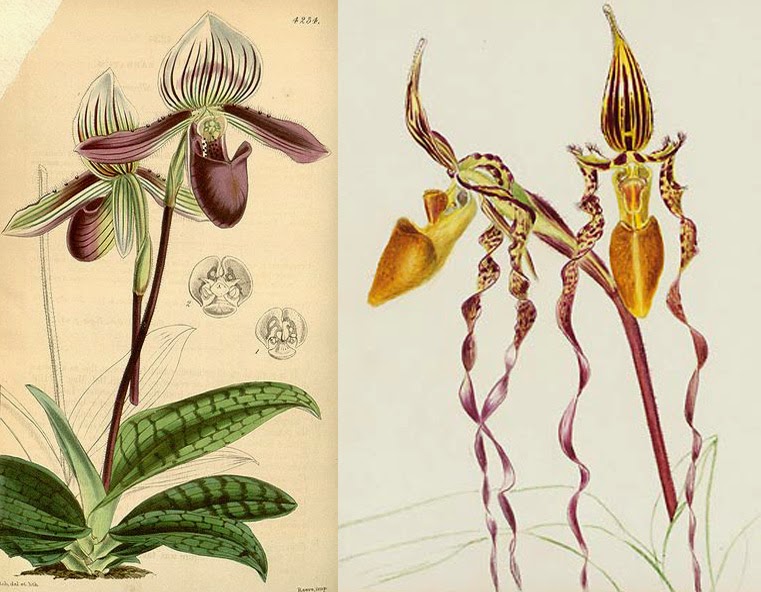 Orchidmania Rare 'lost orchid' discovered