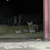 Une maman et ses cochonnets sont sauvés de l'abattoir, admirez leur réaction quand ils sont enfin libérés.