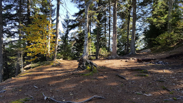 Plateau dans forêt de pins près du mont Gorille