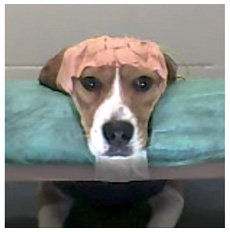A beagle with its head on the head rest, looking at the computer screen