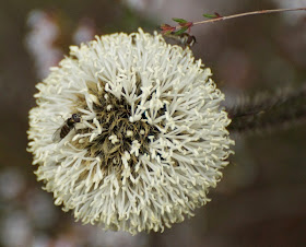 Conospermum caeruleum - Wikipedia