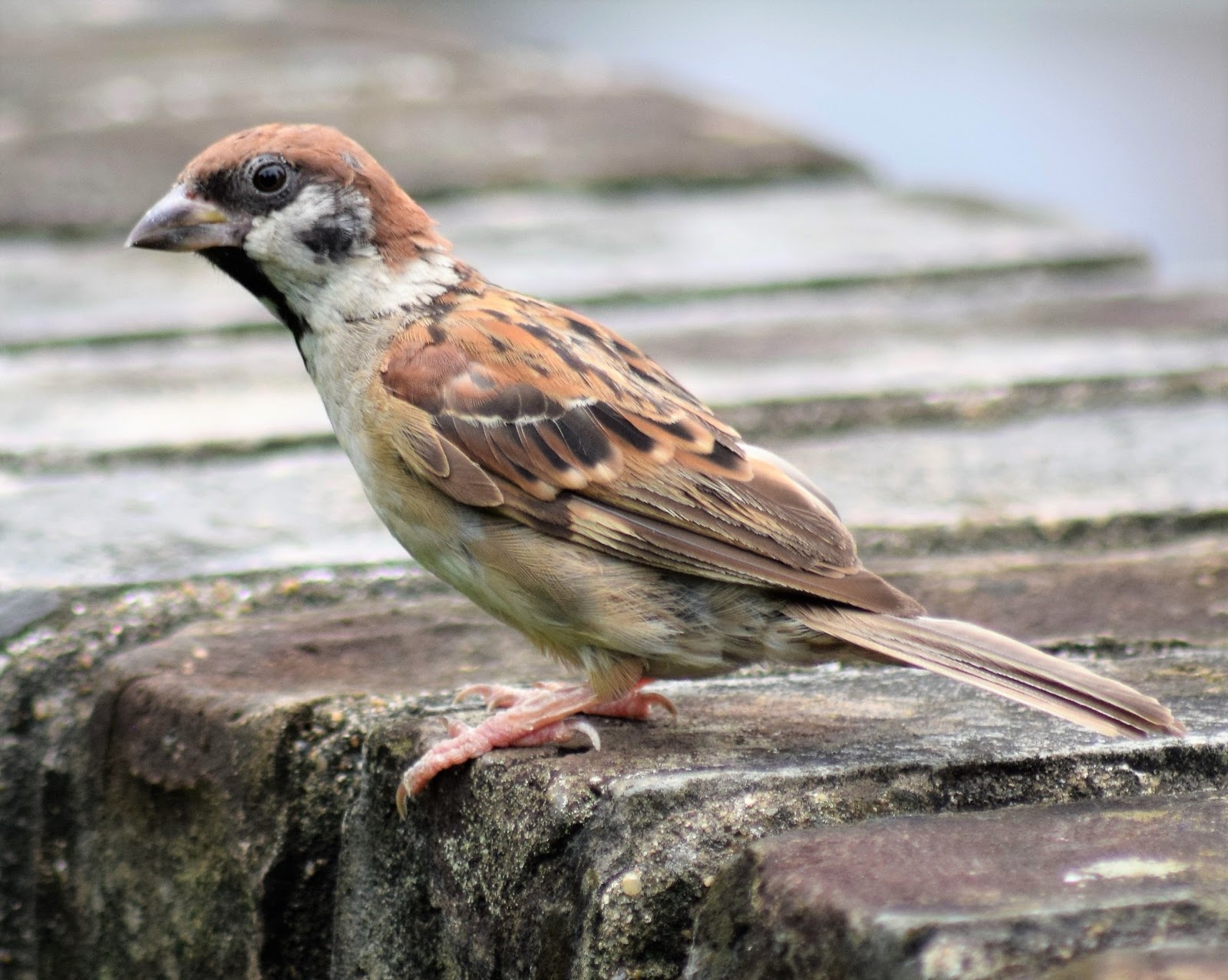 Pardal Montes Passer Montanus Fotos De Animais Fofinhos Pardal Fotos De Animais