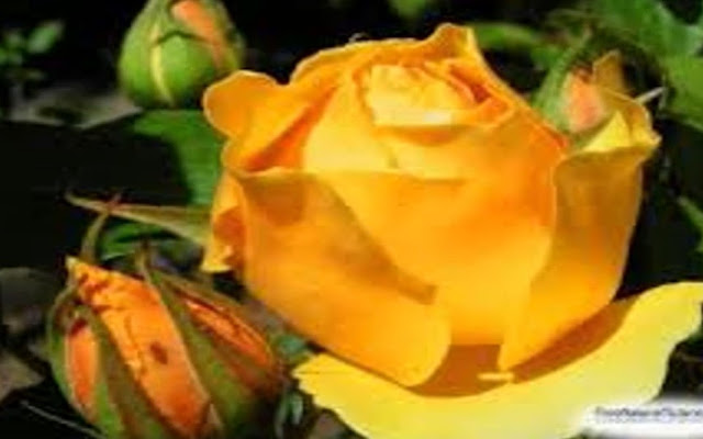 গুরুত্বপূর্ণ ৫ টি বিষয়ে গোলাপের ব্যবহার।The use of rose 5 is important.