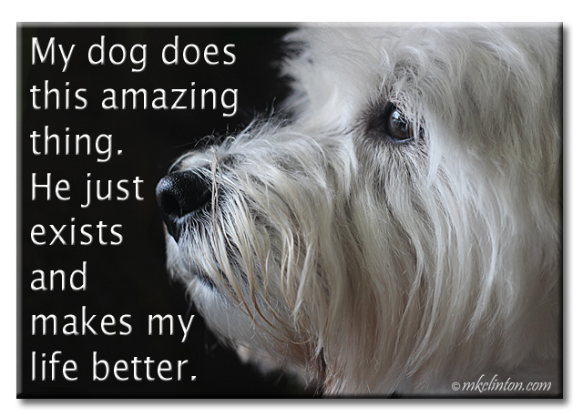 Pierre Westie meme "My dog does this amazing thing."
