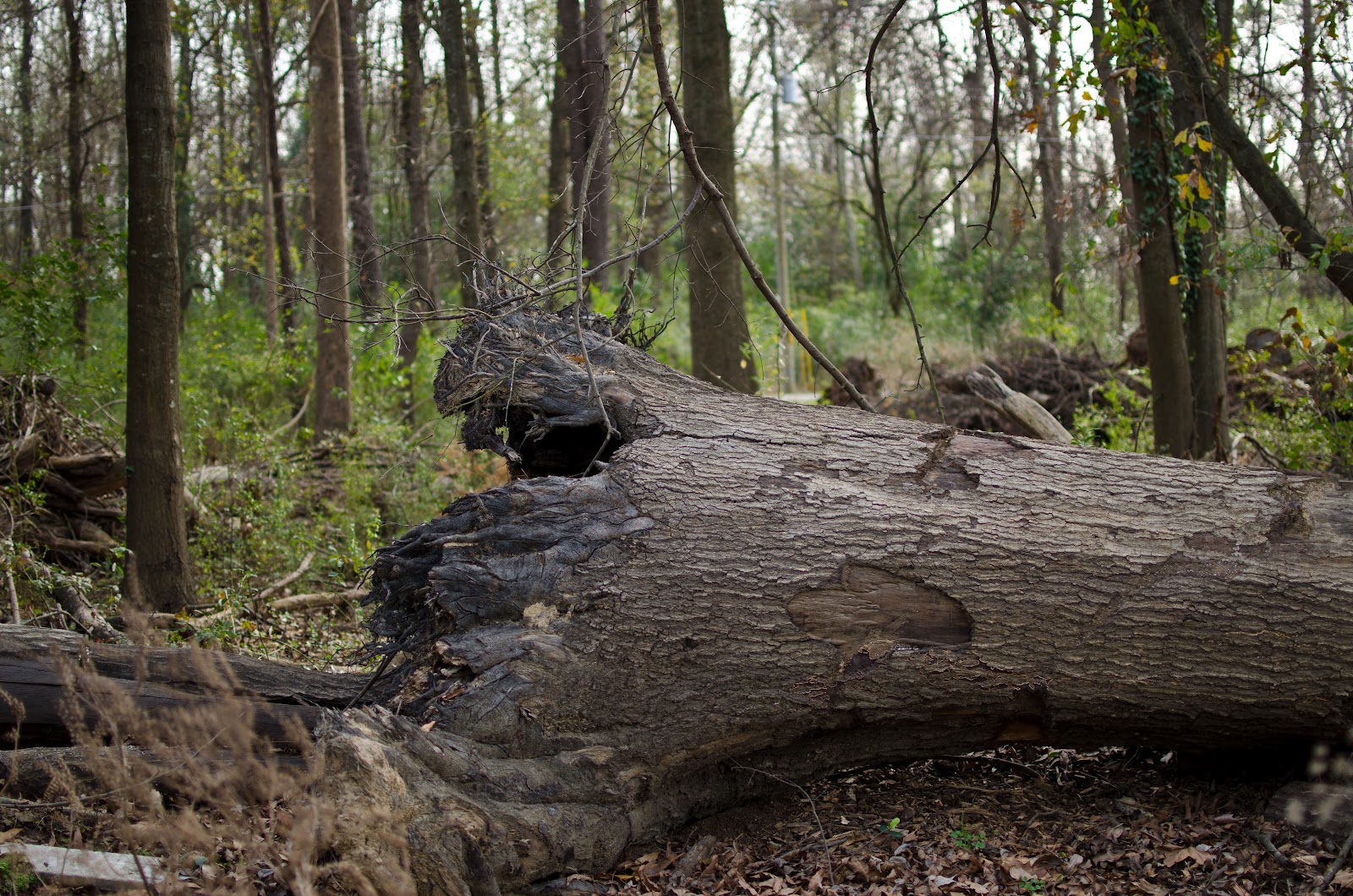 Augusta Daily Photo Fallen Tree